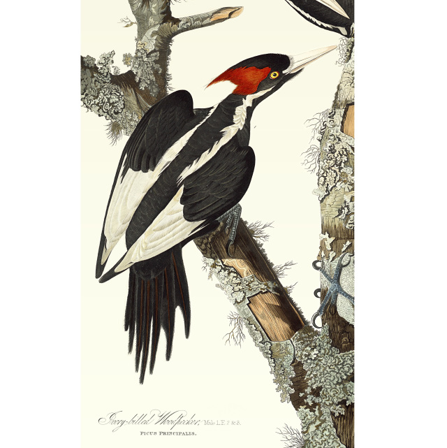 Audubon Ivory Billed Woodpecker